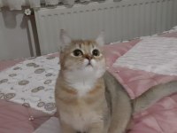 Golden British Shorthair Tatlılık