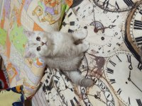 British Shorthair ve British Golden Yavrularımız