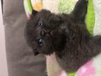 British shorthair chocolate