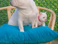Dizzy rascal french bulldog yavruları yeni ailelerini arıyor