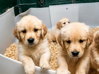 Safkan Akıllı Bebek Yüz Golden Retriever Yavrular