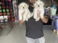 Show Kalite Maltese Yavrular Ankara Mağazamız