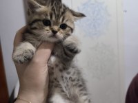 Sevgi dolu british shorthair bebeklerim