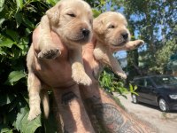 Safkan golden retriever yavrular