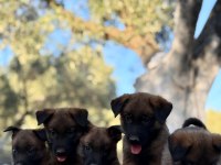 Irk ve Saglık Garantili Malinois Yavrular
