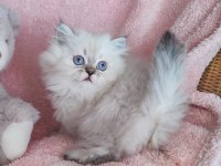 3 Yeni British Longhair Bebekler