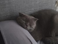 Yakışıklı scottish fold kedimiz Jax