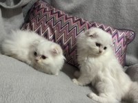 Scottish gold longhair kediler