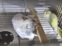 Yavru Muhabbet Kuşu Ücretli