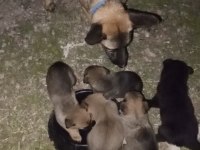 8 Adet Safkan Belçika Kurdu Yavruları
