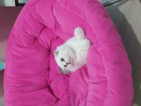 Scottish fold safkan yavrular