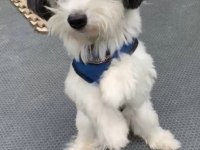 3 Yaşında Erkek Full Eğitimli Maltipoo