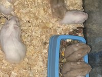 HAMSTER KARGO VAR