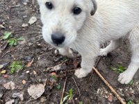 Dişi 8 aylık köpeğimiz