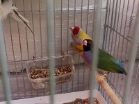Goldian finch takım ve erkekler anaçlar