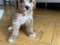 Maltipoo red 2 aylık