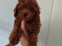 Süper Poodle Erkekler