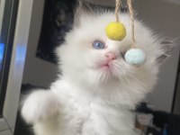 Safkan Ragdoll Yavrular