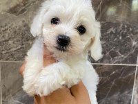Minyatür orjinal maltipoo