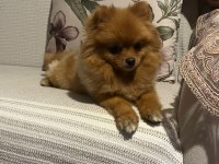 Pomeranian dişi orange renk
