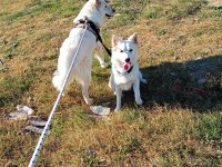 Şu çılgın samoyed yavrularımız
