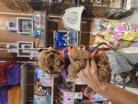 Dişi Toy Poodle