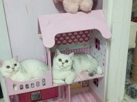 Silver chinchilla rengi safkan son kalan yavrumuz