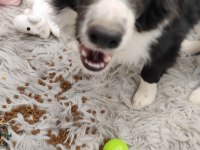 Fcı Kıf Şecereli Mikro çipli 6 aylık aşılı border collie