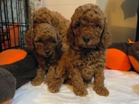 Toy Poodle Yavrular