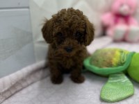 2.5 Aylık Toy Poodle Bebekler