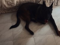 6 aylık erkek Belçika kurdu
