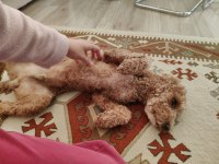 1.5 yaşında erkek toy poodle