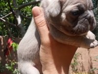 French bulldog kalite bizden sorulur