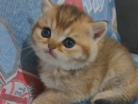 Safkan golden british shorthair