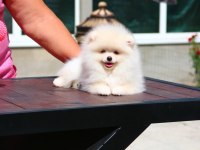 Petmode köpek çiftliğinde ziyarete açık li pomeranian