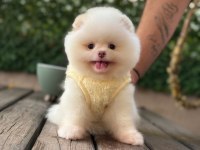 Premium Güzellik Pomeranian Boo Köpeği