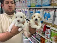 Orjinal Maltipoo Bebekler Aşılı Belgeli