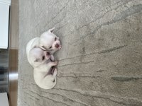 Yavru chihuahua köpekler