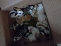 Bebek Tavşanlar