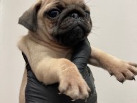 A kalite safkan pug