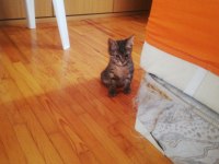 3 AYLIK ERKEK SOKAĞA ATILACAK KEDİMİZ ÇOK ACİL YUVA