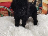 BLACK POODLE