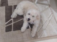 maltese terrier 6 aylık