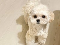 ÇOK UYGUN RED BROWN WHİTE TOY POODLE YAVRULAR