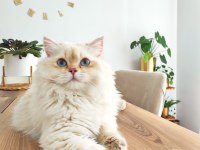 Full Secereli by 11 33 Erkek British Longhair