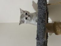 5 Adet Yavru Scottish Fold