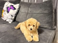 Ailemizde Büyüyen Maltipoo Bebeklerim
