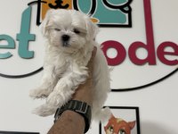 Petmode den tea cup  kore kan maltese