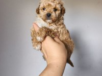 Maltipoo Yavrularımız