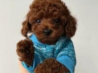 Toy Poodle Yavruları